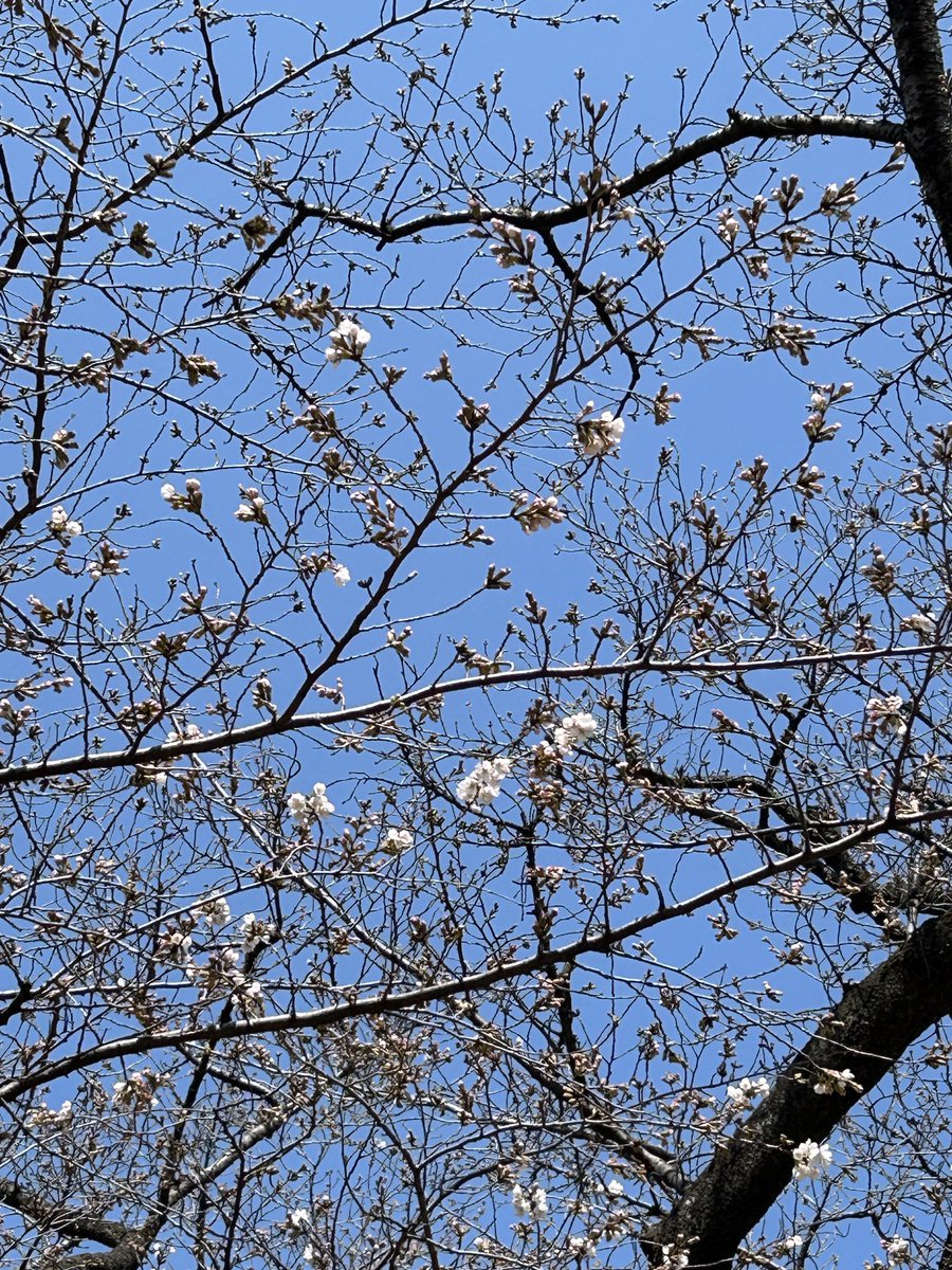 Calacola12's tweet photo. 木下MAOクラブ第１回発表会にやってきました！
お庭の桜も少しずつ顔を出し
選手達を応援しているみたい

がんばれ！未来に輝く花達よ〜 https://t.co/iVnK692A9z
