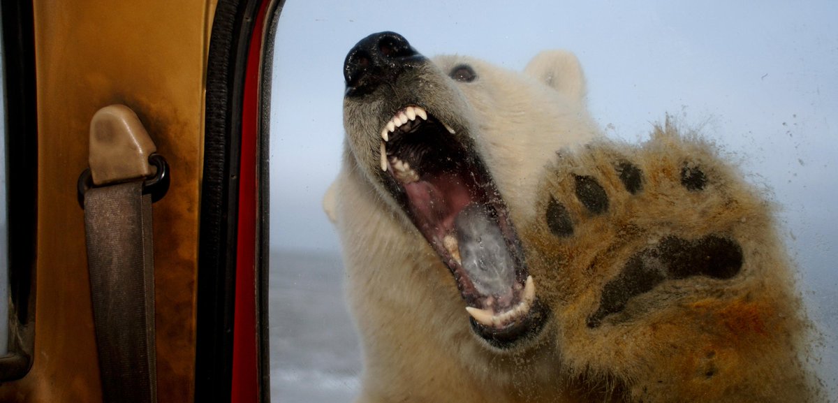 Huginn87OG ♠️🐻📷 tweet media