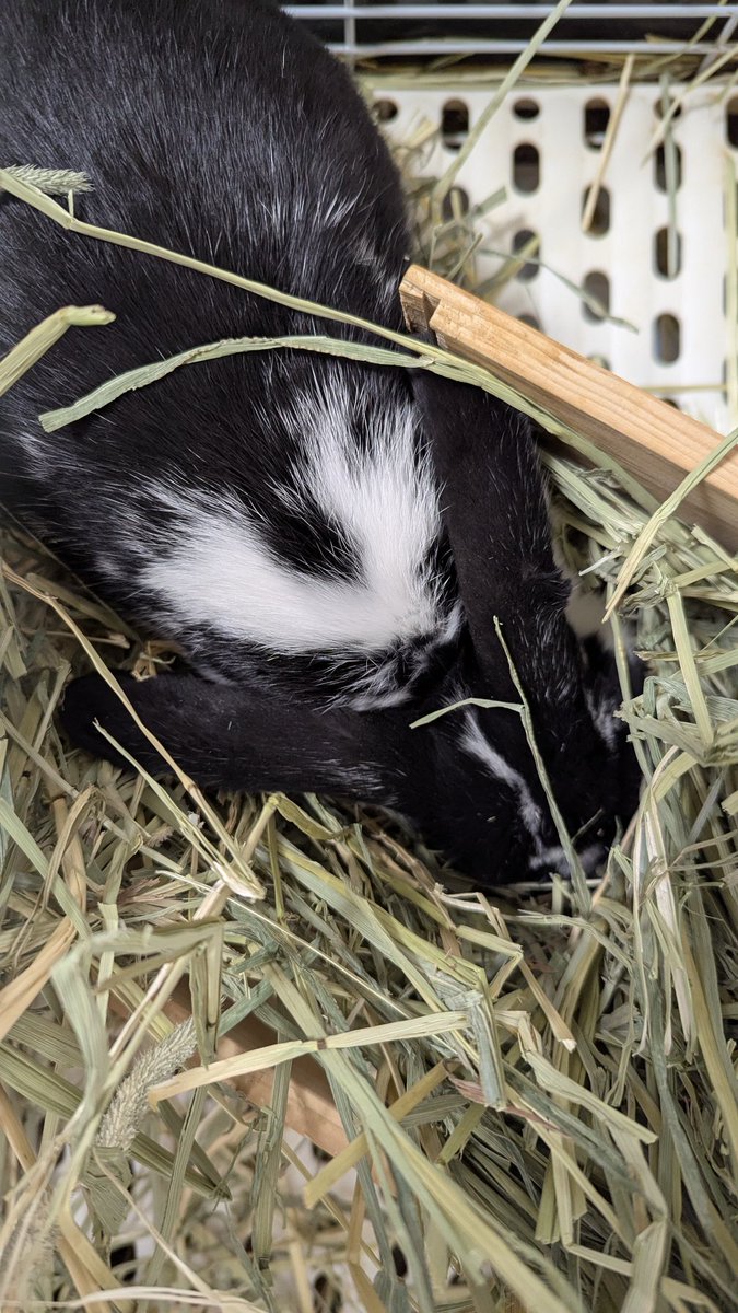 これはシュラス子ちゃんのハート♡ #シュラス子