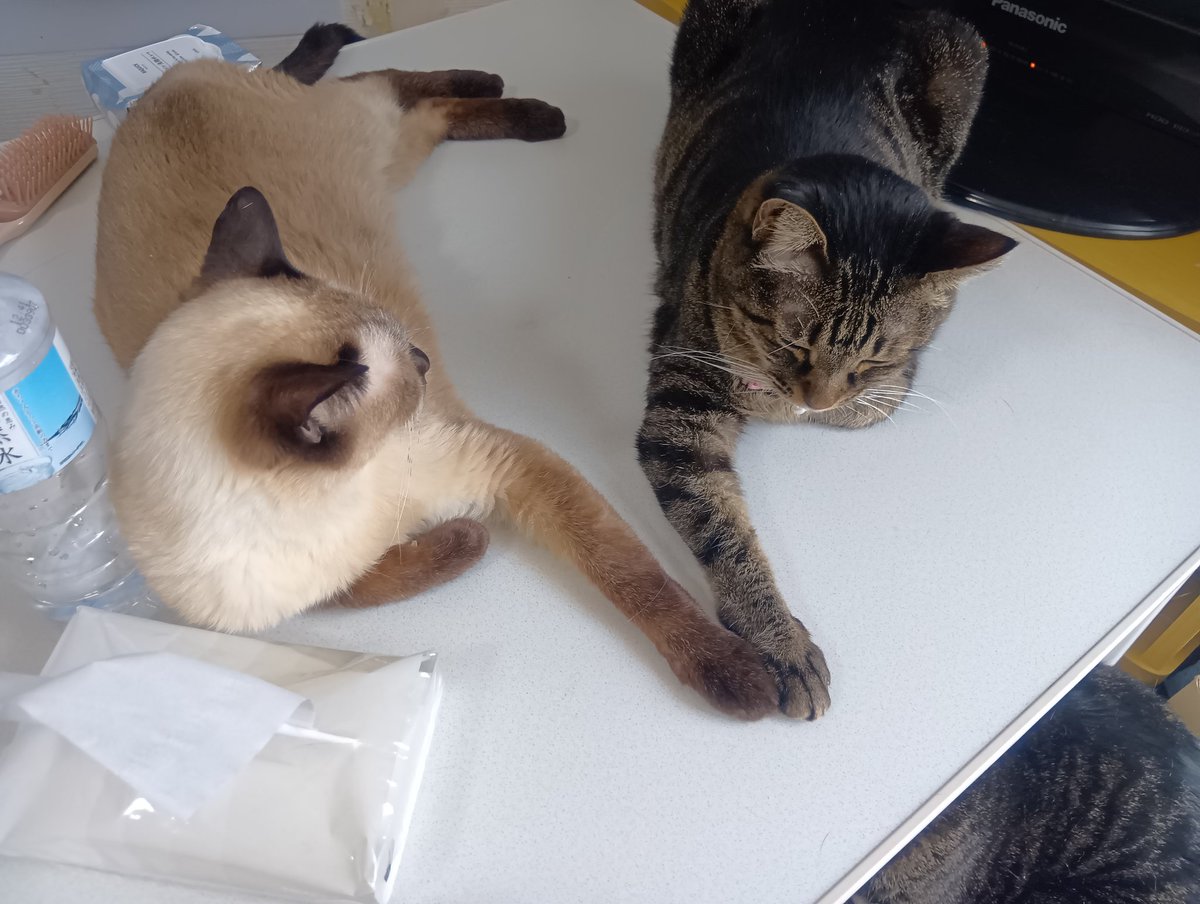 ﾘｭｳちゃん tweet media