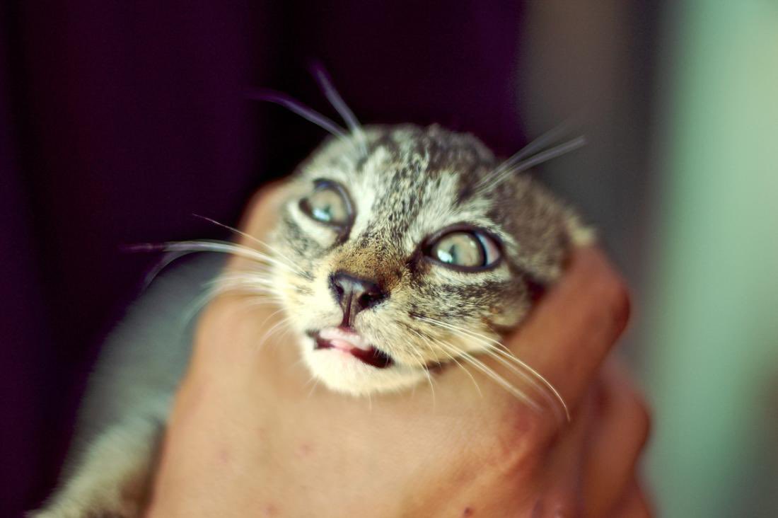 TanOmatics tweet media