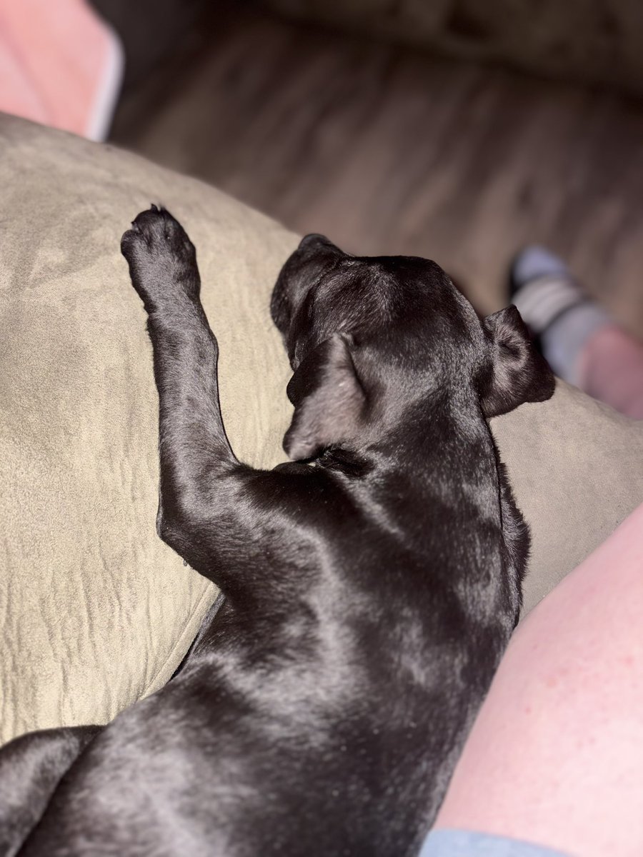 Sassy_n_saucy's tweet image. Who knew this would fill my heart SOOOOO much♥️♥️🐶🐶💥🔥🔥🔥

#puppylove