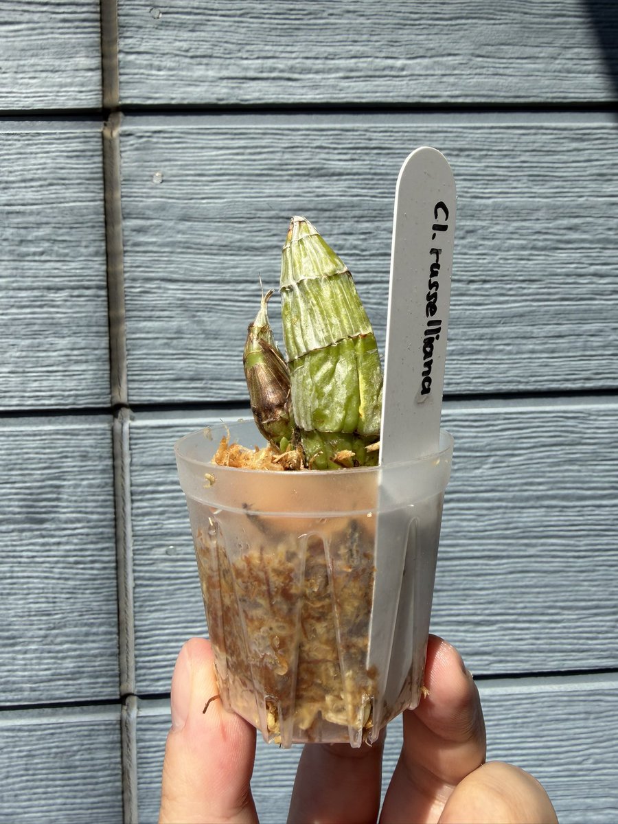 北条早雲@タケノコ蘭沼 tweet media