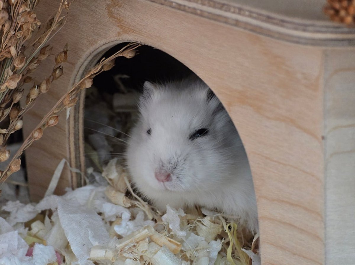 잎하(세모쥐) tweet media