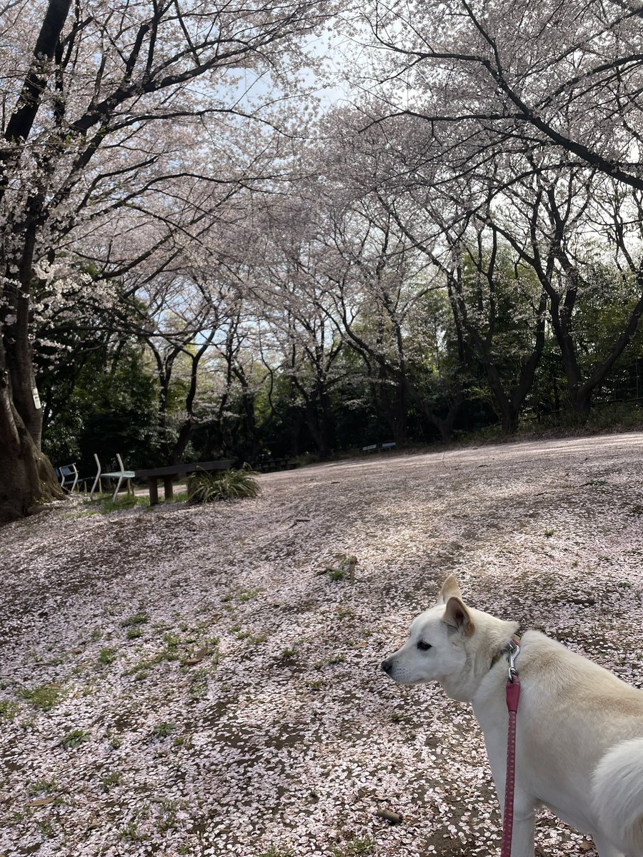 まゆだま tweet media