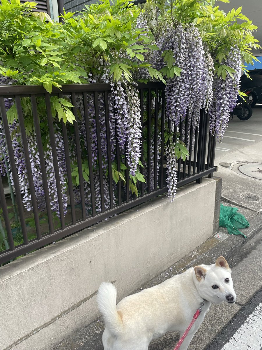 まゆだま tweet media