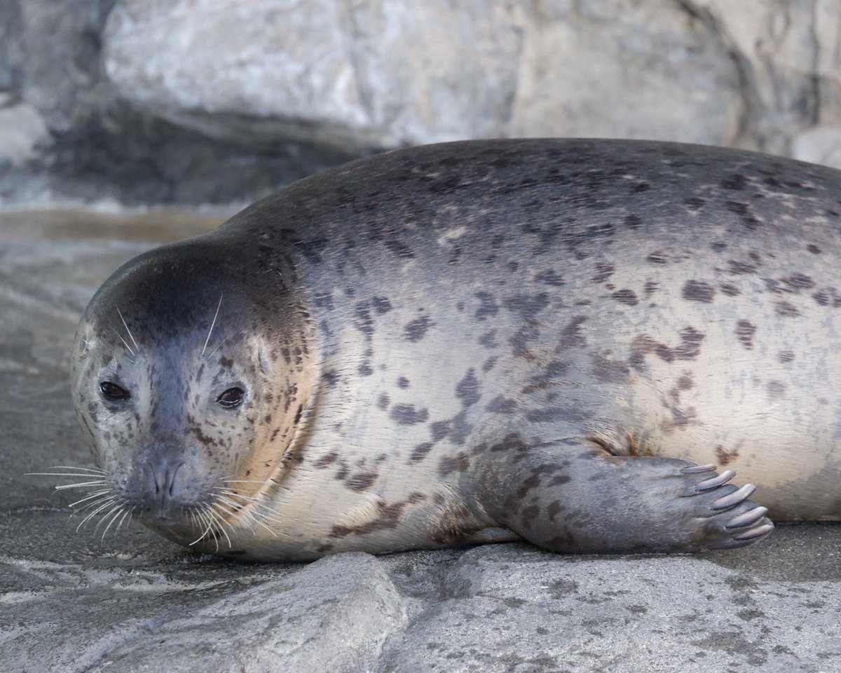 置き物 tweet media