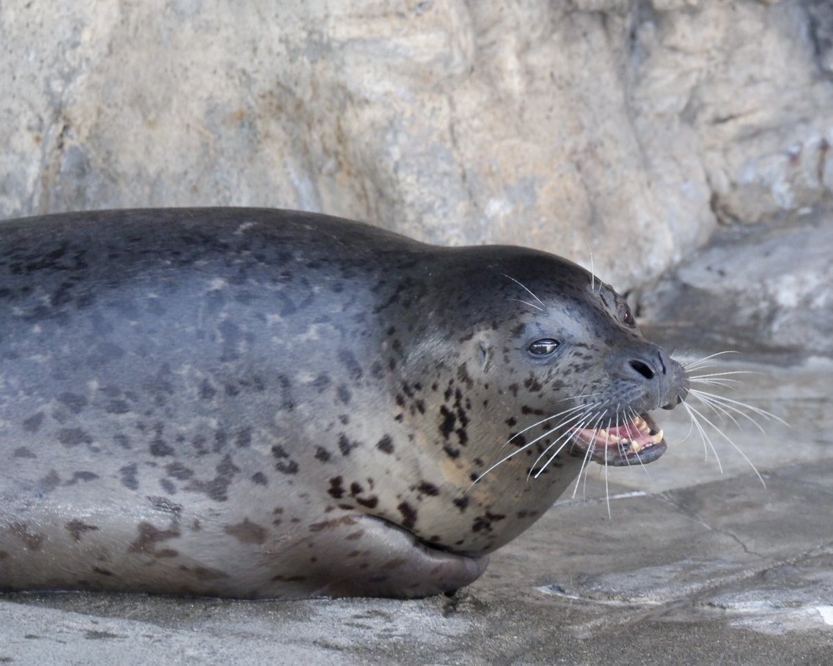 置き物 tweet media