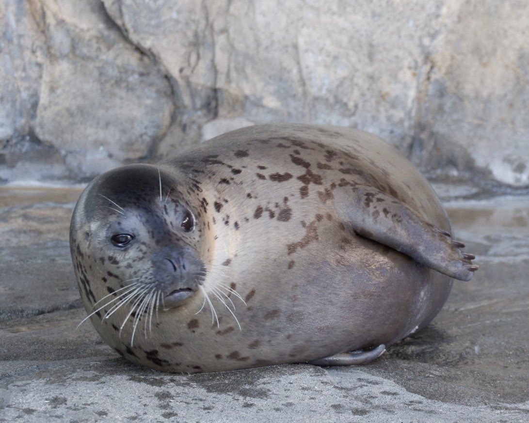 置き物 tweet media