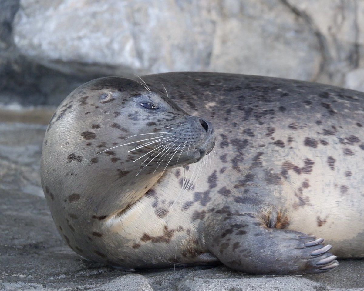 置き物 tweet media