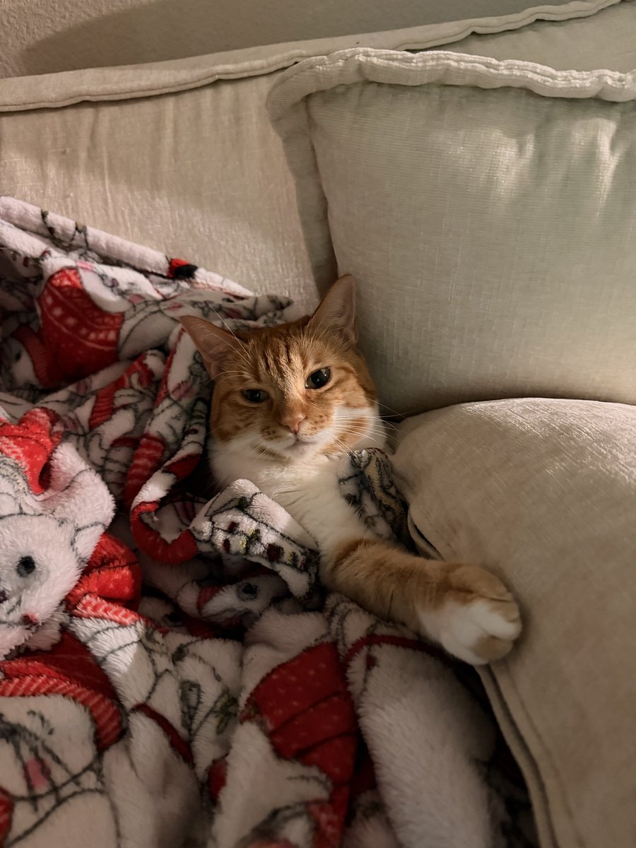 meera 🌸 tweet media