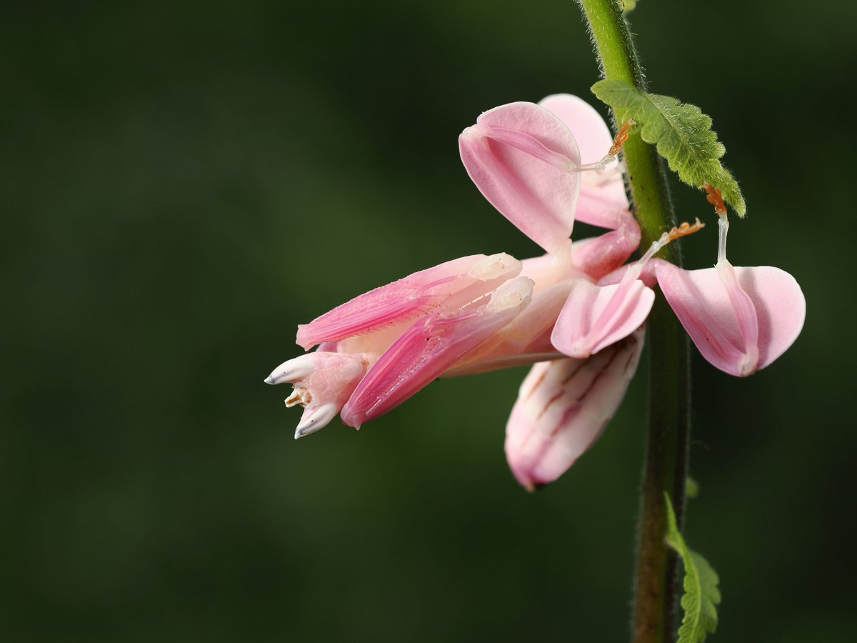 voidspilt tweet media