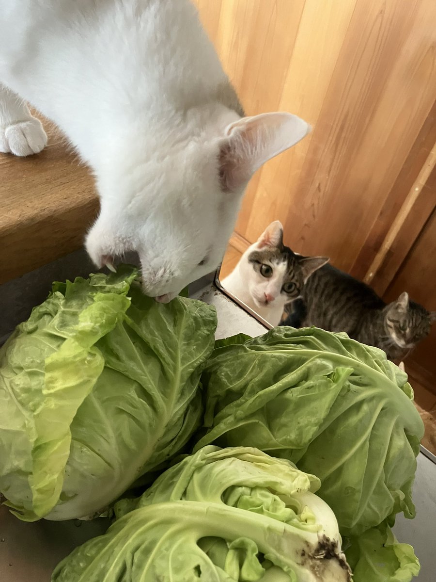 蛇苺@3/15 LM.C tweet media