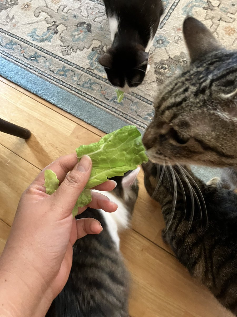 蛇苺@3/15 LM.C tweet media