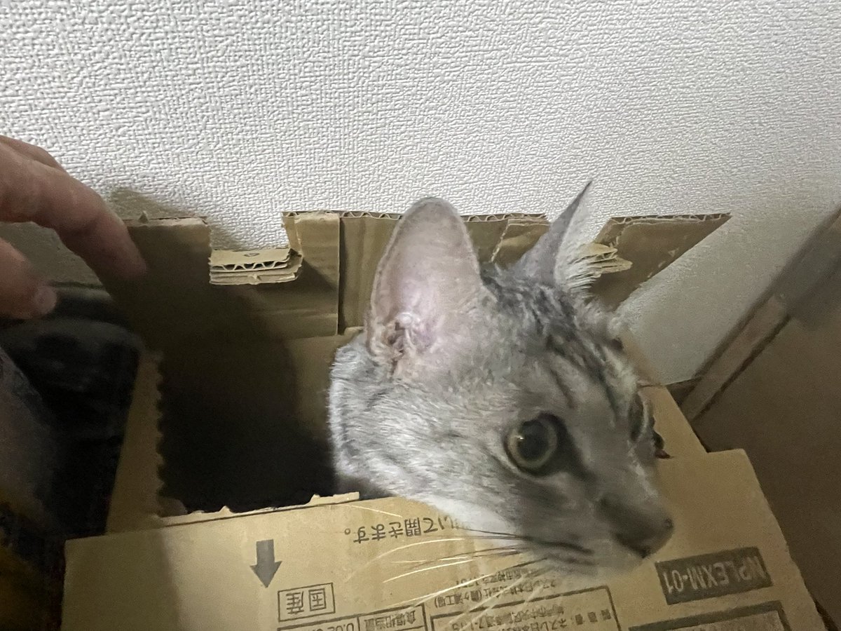 coco_cat_coco's tweet photo. コーヒーボトルの箱は落ち着くそうです。

#猫 https://t.co/ivkK8dfagS