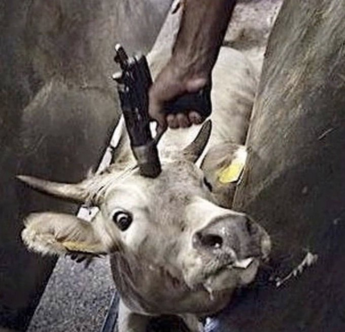 riⓋer Haoshoku Haki tweet media