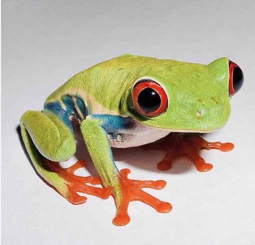 frog girl enjoying her daily dissociation time