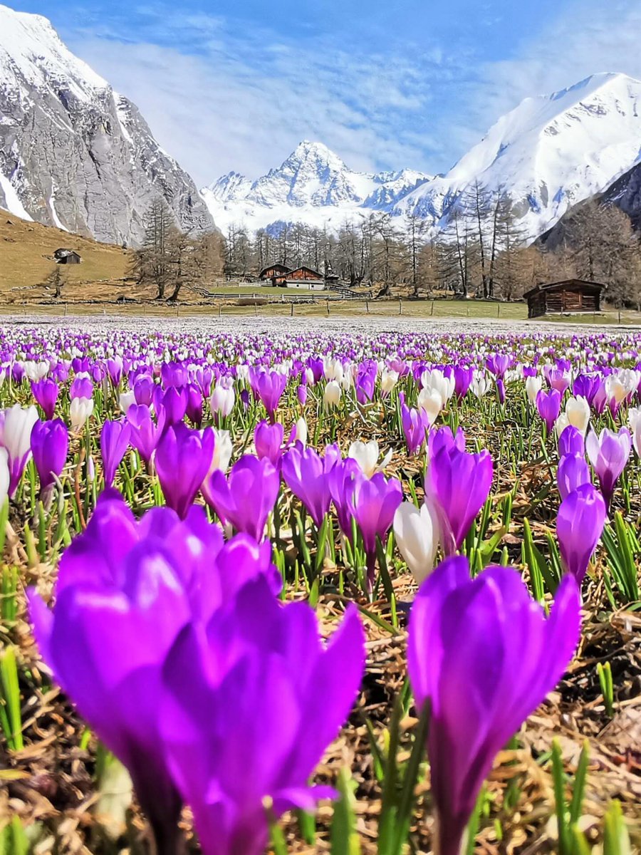 Purely Green tweet media