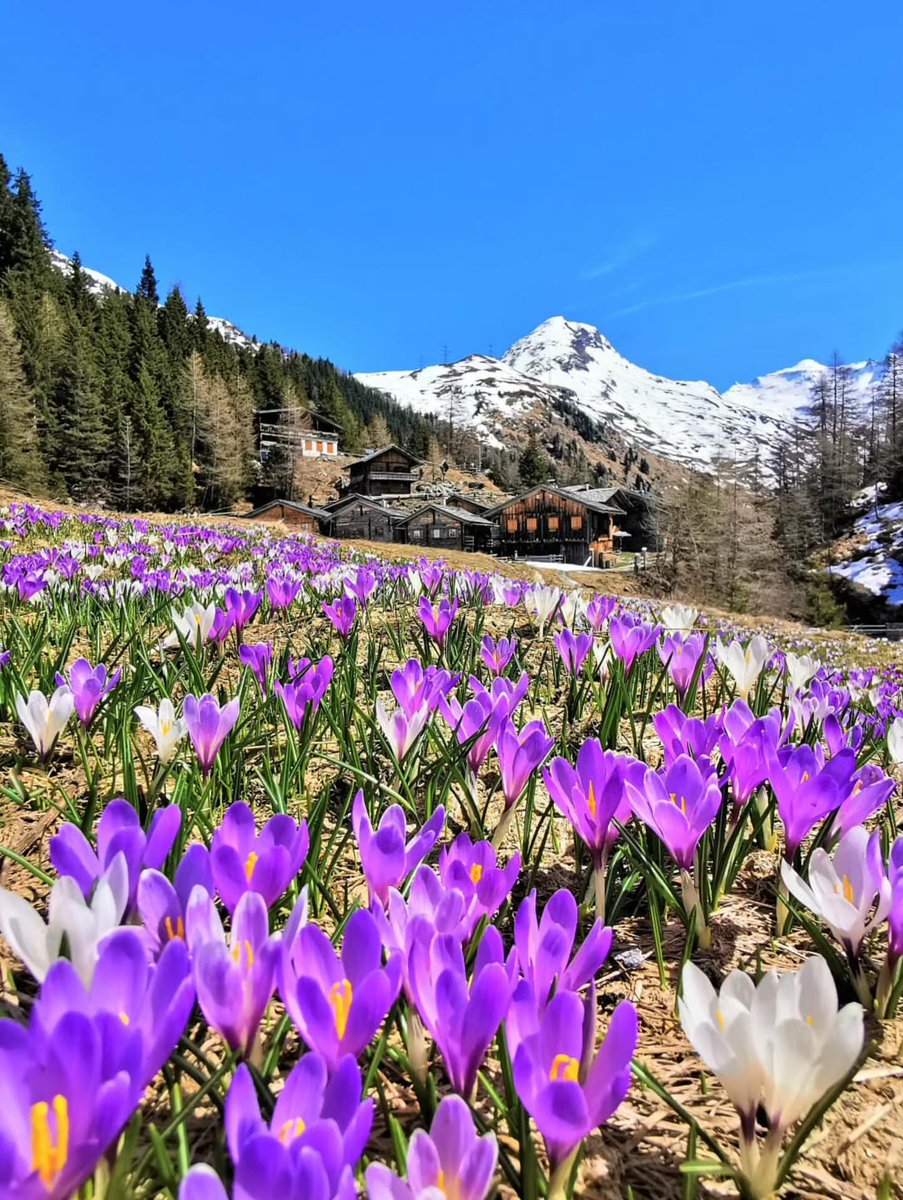 Purely Green tweet media