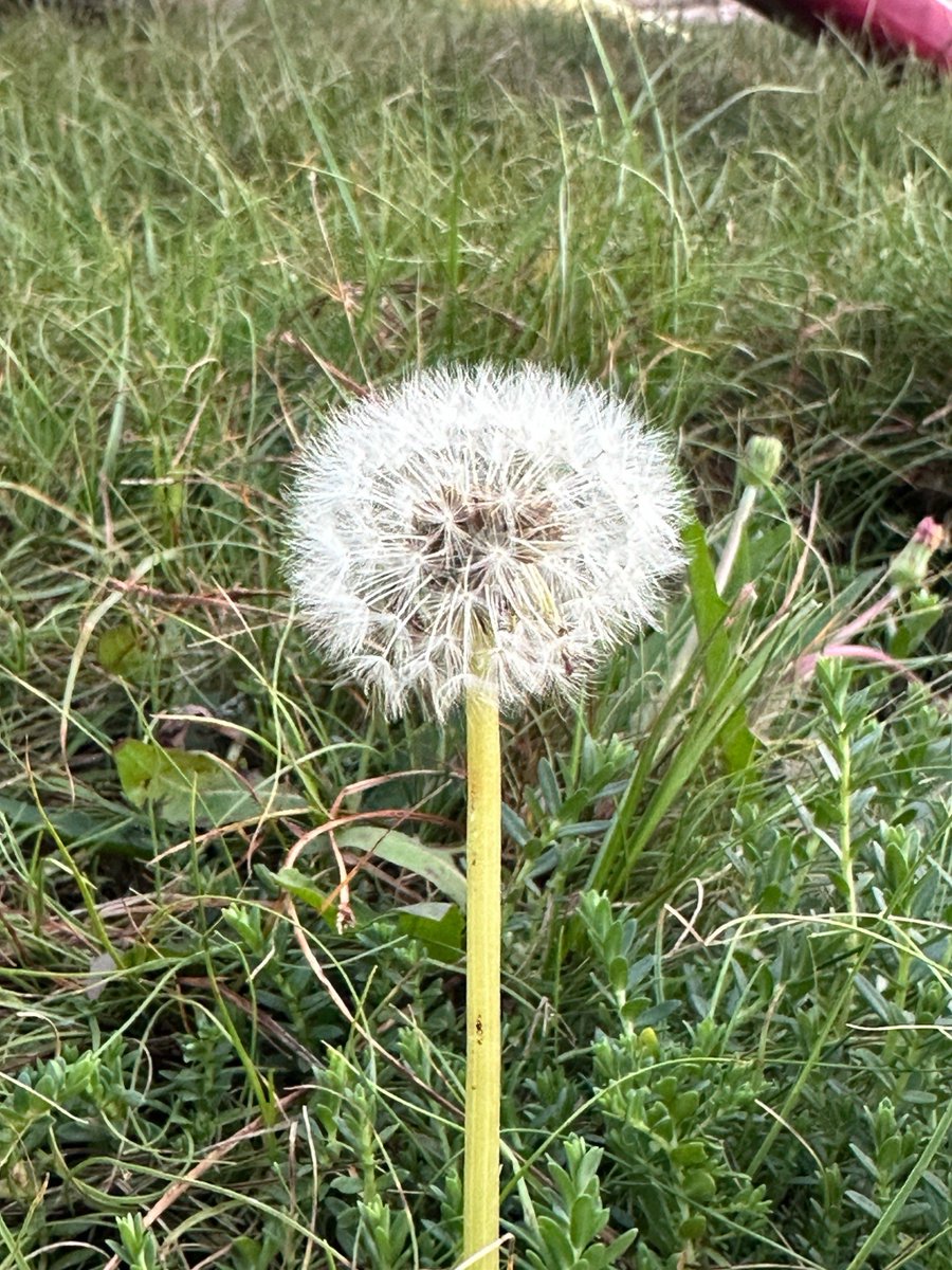 Andrej Gorgiev tweet media