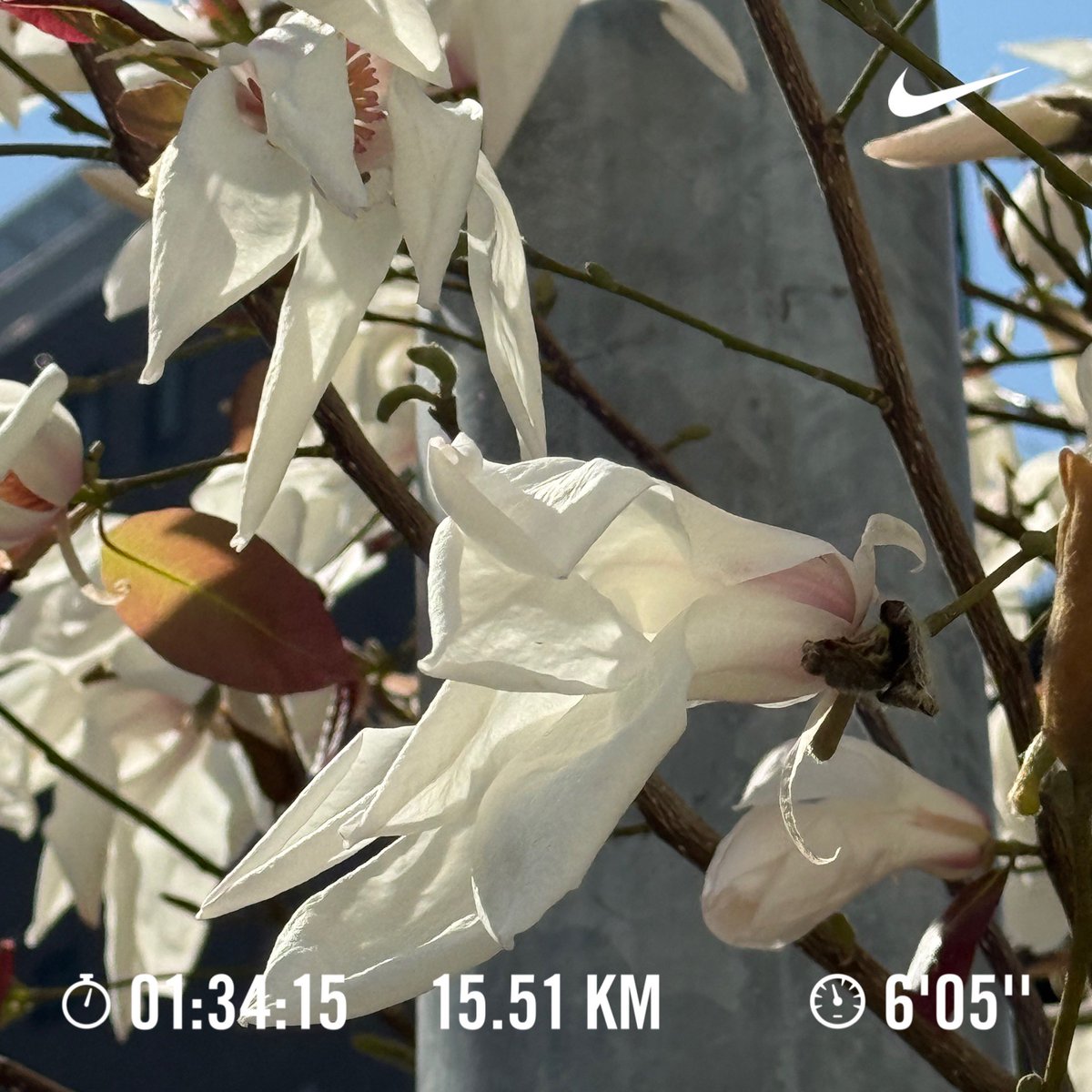 kbash_'s tweet photo. コブシ咲き始め
#小伝馬町 #running  #ランニング https://t.co/0gna6doqgD