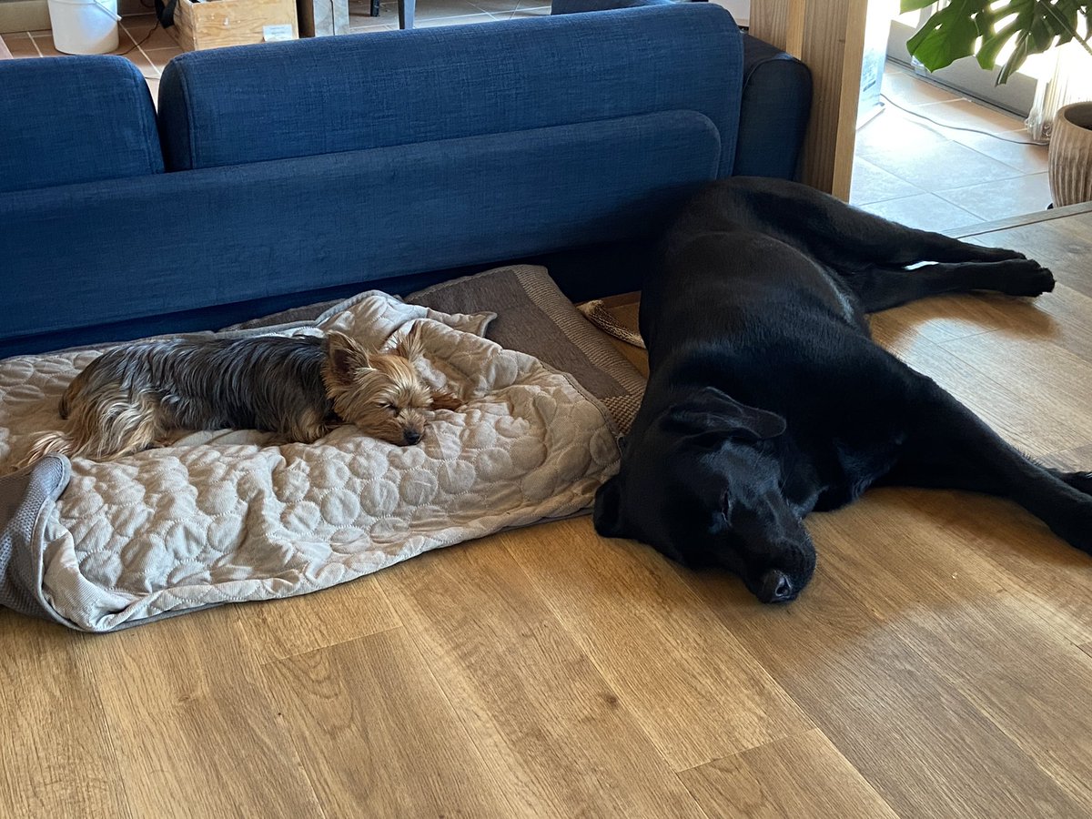 親戚の犬、っょぃ…