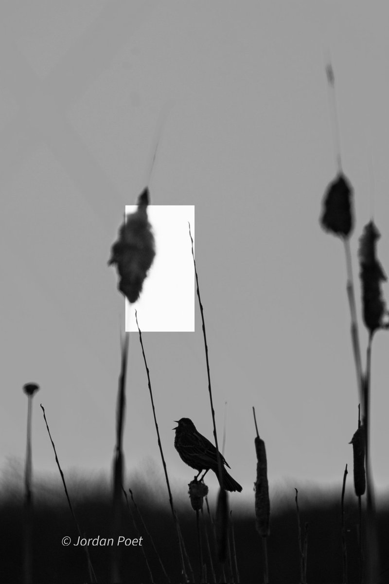 SceneKidSanta 𓅣𓅃 tweet media