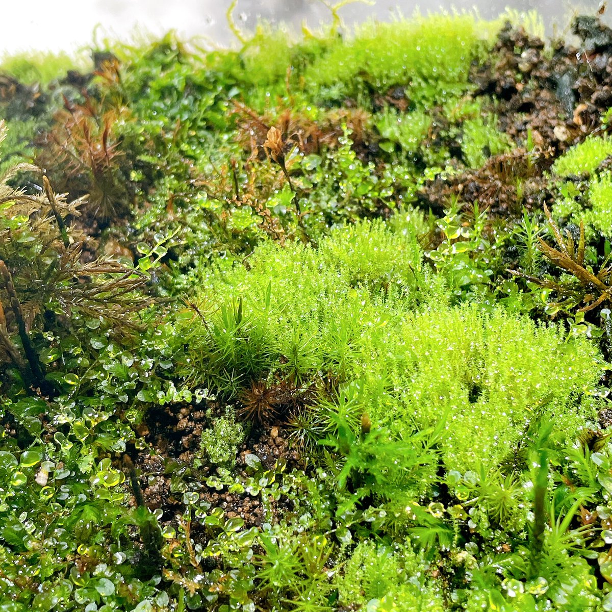 温井ガラス工房 tweet media