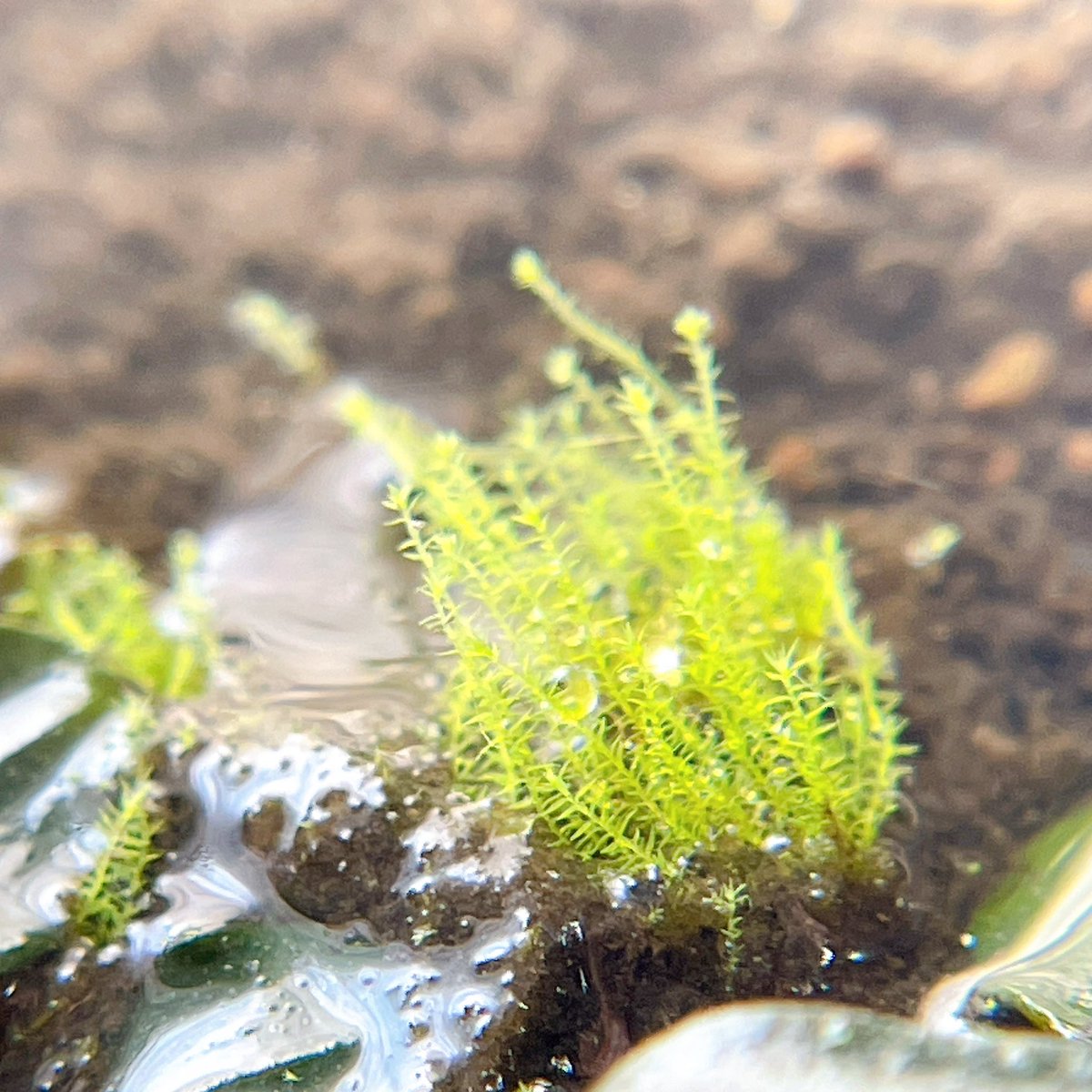 温井ガラス工房 tweet media