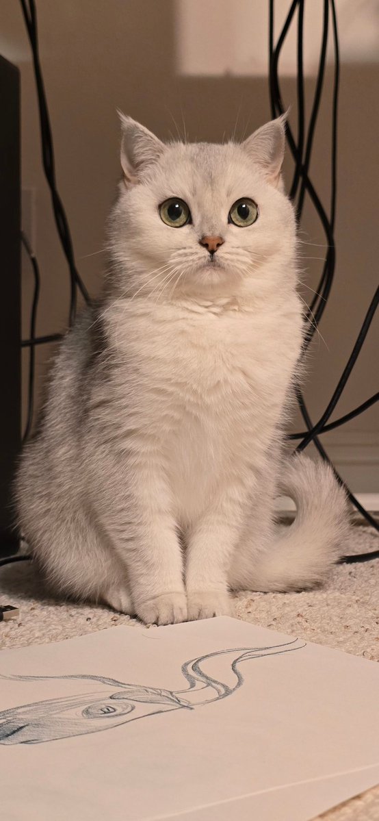 Mohammad Modarres | محمد مدرس tweet media