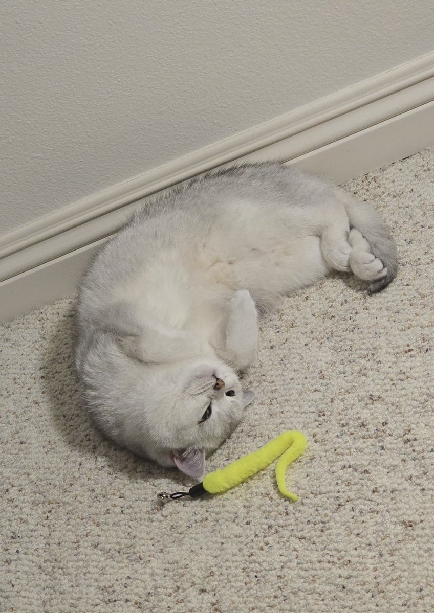 Mohammad Modarres | محمد مدرس tweet media