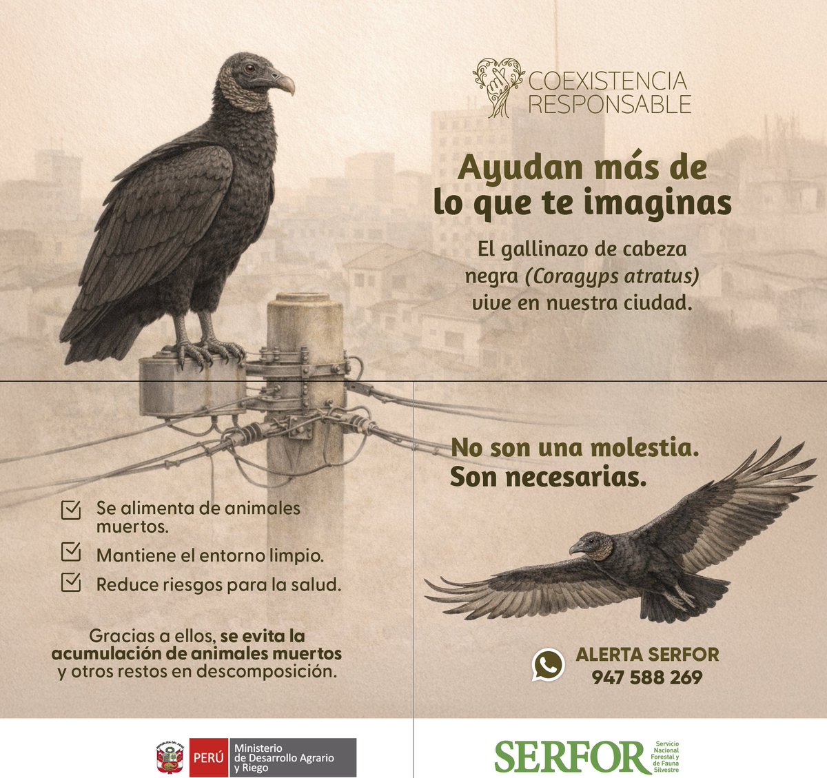 SerforPeru's tweet photo. ¿Molestos… o necesarios? 🦅 👀
🏙️💚 Antes de rechazarlos, debes saber que los gallinazos cumplen un rol clave en la ciudad y ayudan a mantener el entorno limpio para todos.
Conoce más sobre ellos 👇

#CooexistenciaResponsable https://t.co/9uN349CPBF