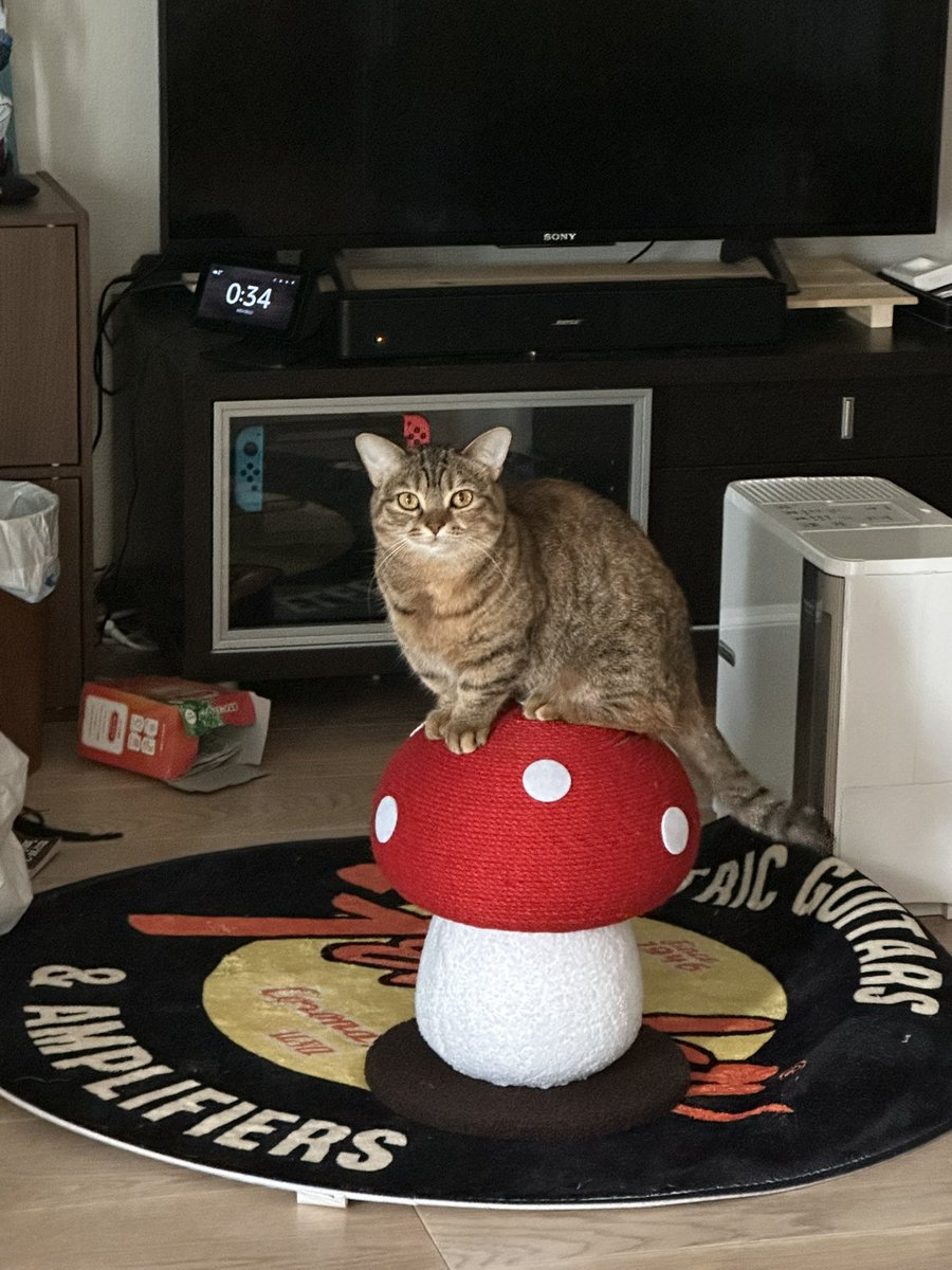 DJ_BABOO's tweet photo. 第二代爪研ぎのマジックマッシュルーム君🍄 https://t.co/Yf0h5mYkip