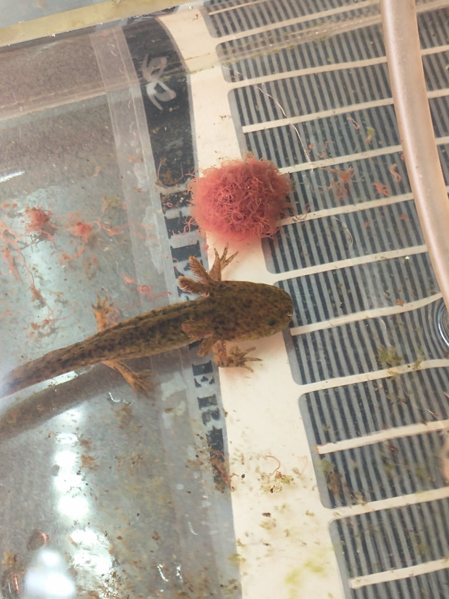 3/21  久方ぶりぶりのよいお天気です
本日もいつも通り営業中　イトミミズ　コオロギ揃っております。
＃コオロギ ＃イトミミズ #爬虫類 #熱帯魚  #爬虫類好きの人と繋がりたい #熱帯魚好きと繋がりたい #熱帯魚ショップ  #アクアショップ    #あくあこねくしょん