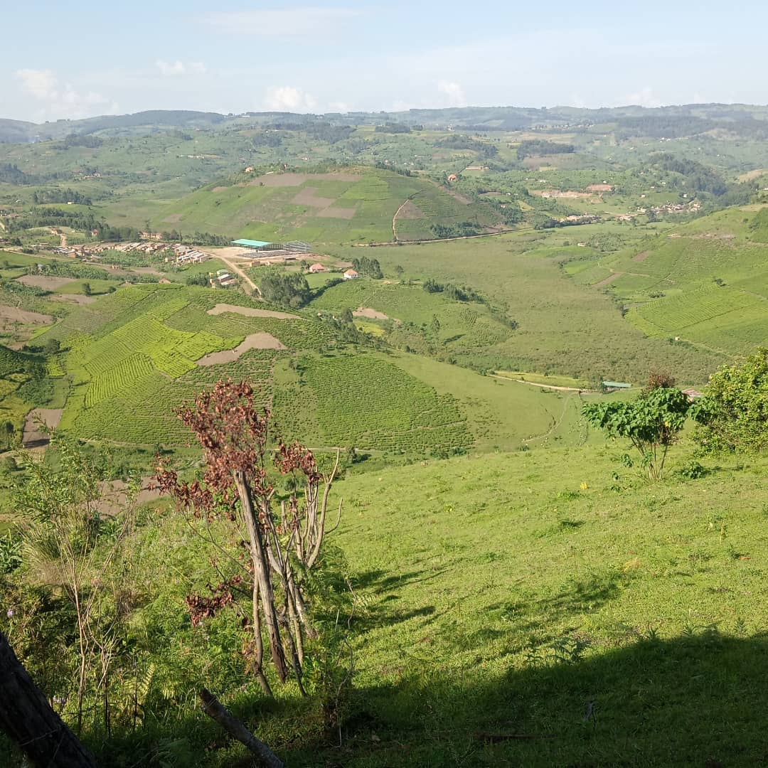 Muhumuza Dan Tindimwebwa tweet media