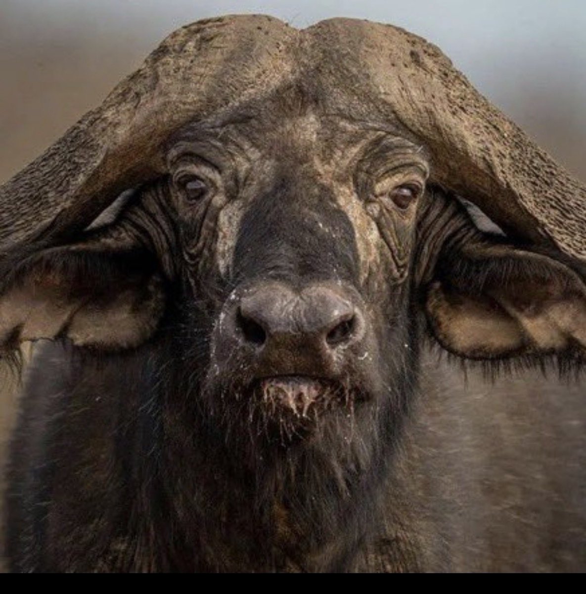 Juanita Broaddrick tweet media