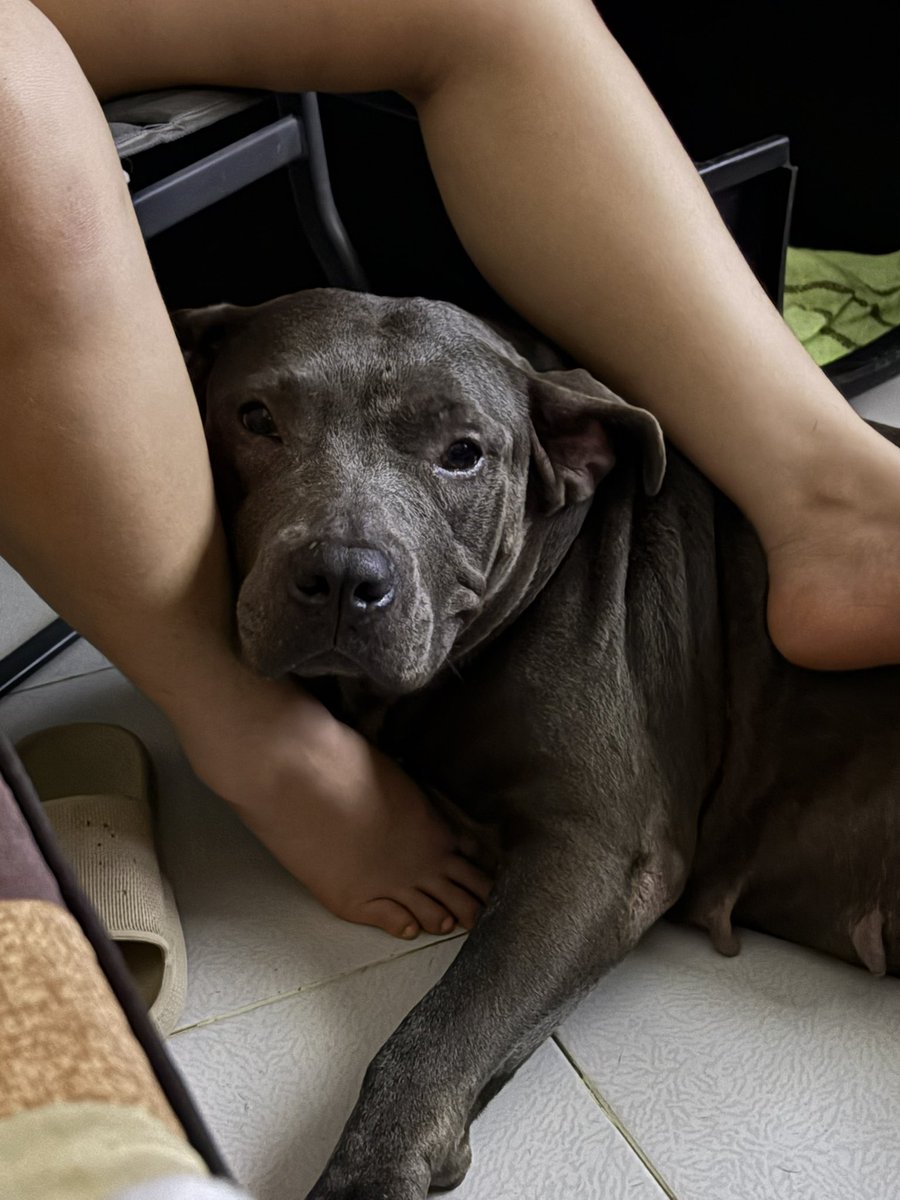 mi Mika, Roma y Gara son las bebés más hermosas que existen en el planeta 😍