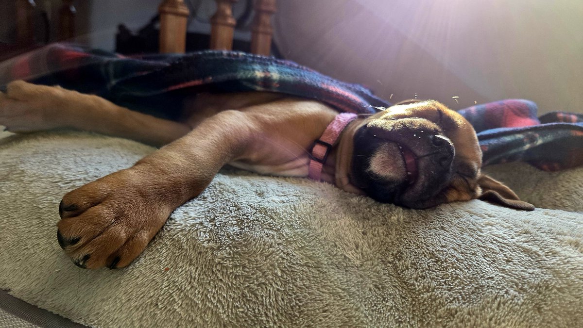 SteelToeStats tweet media