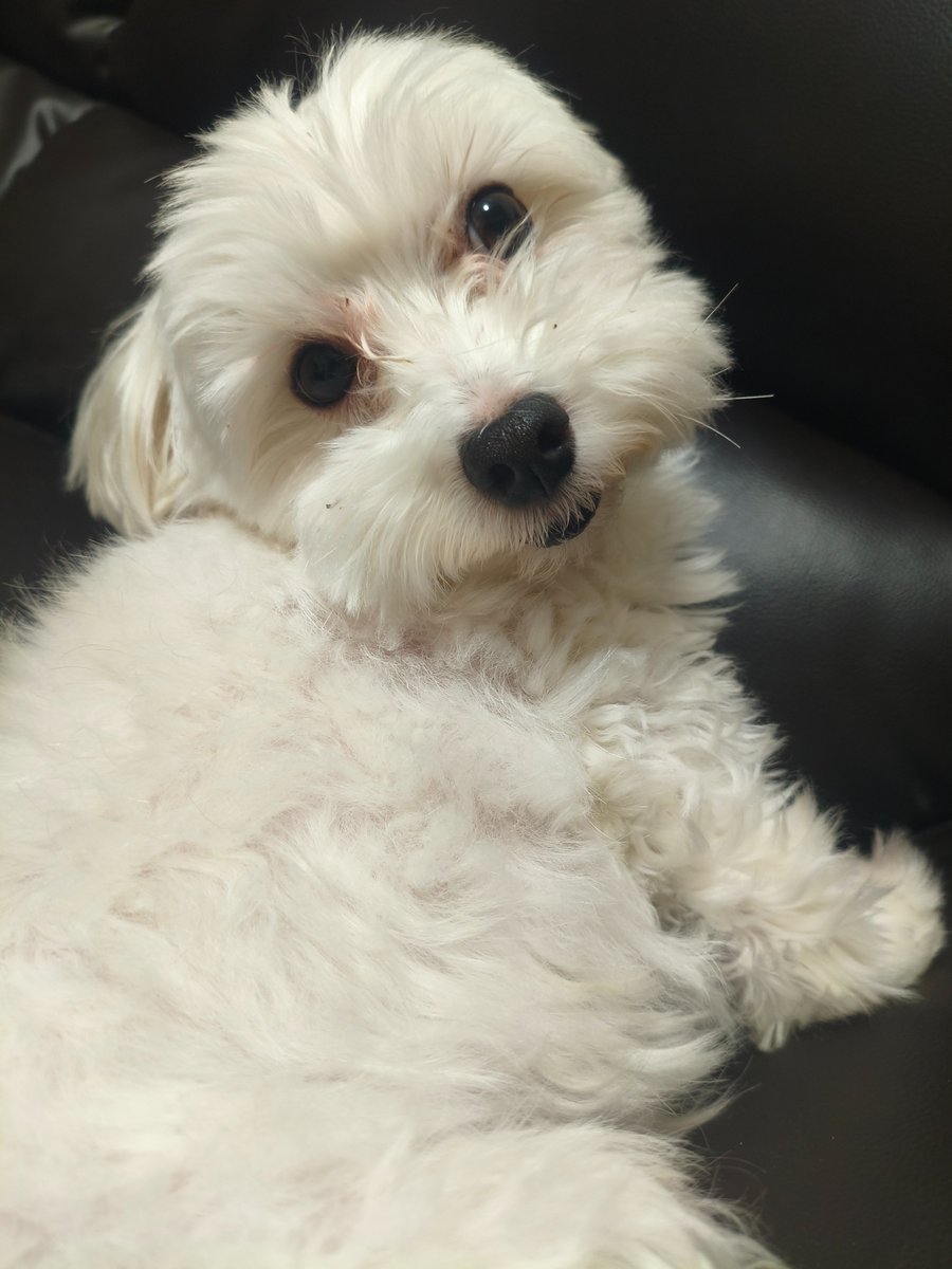 おみみ。 tweet media