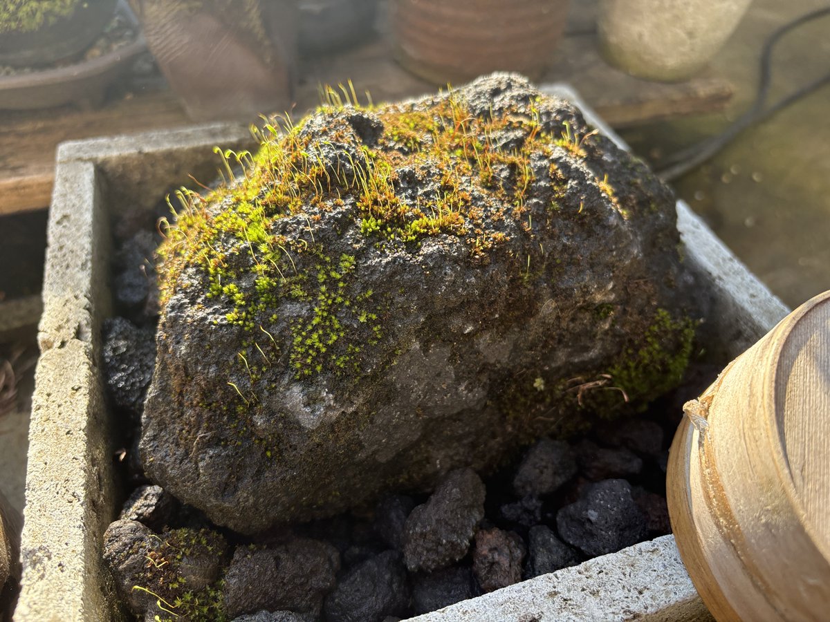 苔のむすまで999日目
----
朝日に照らされて実に美しい。
苔のむすまでチャレンジは努力の積み重ねというよりも、何でもない日々の積み重ねという感じがしています。
今日も水をやり、明日も水をやる。
残り1日