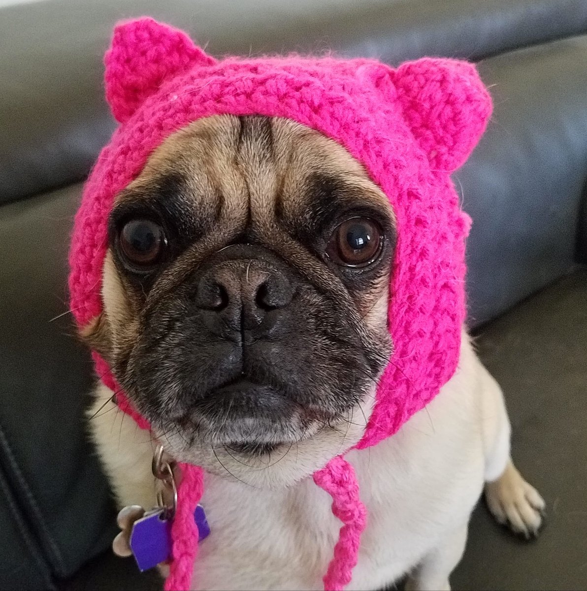 LiamWonderPug's tweet image. Spring has sprung, the Easter puggy will be busy soon. #1stdayofspring