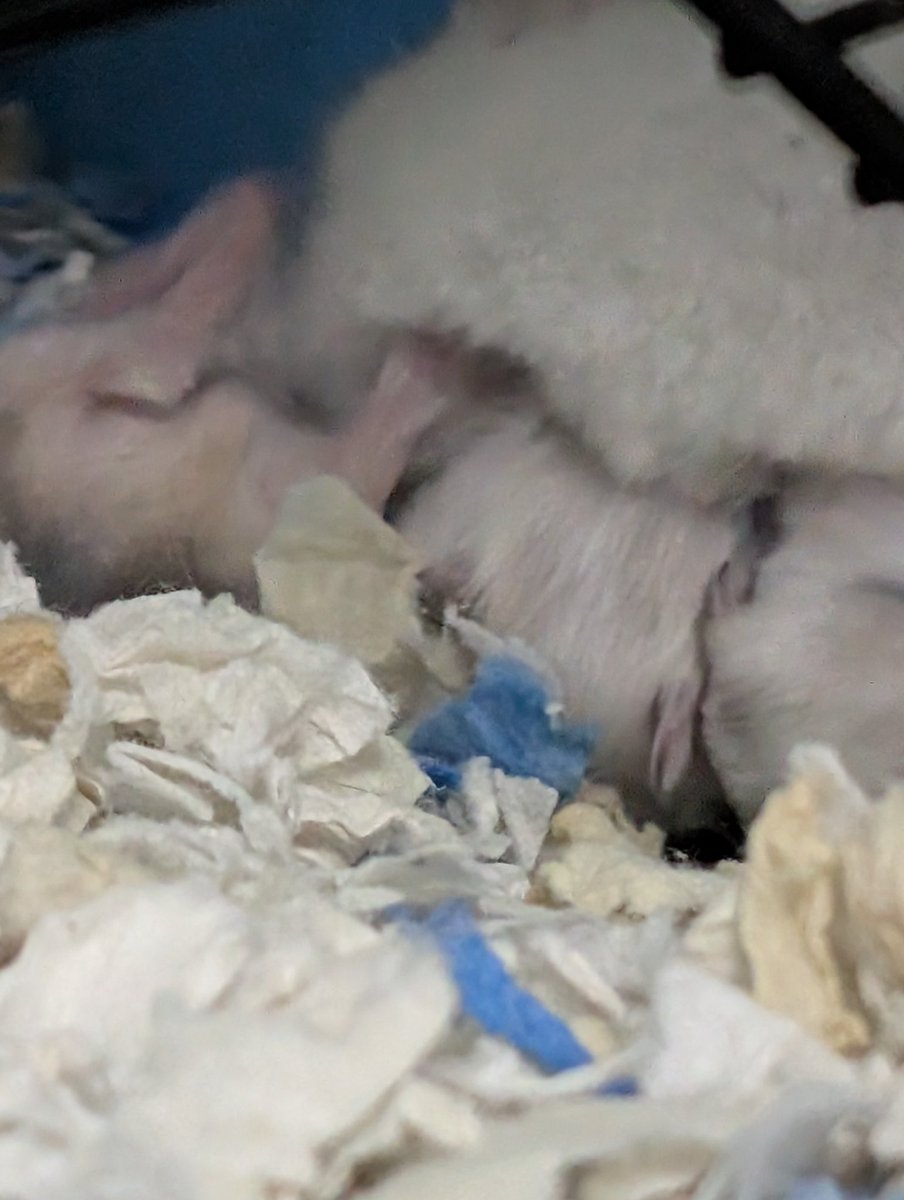 Cosmic 🇵🇸 tweet media