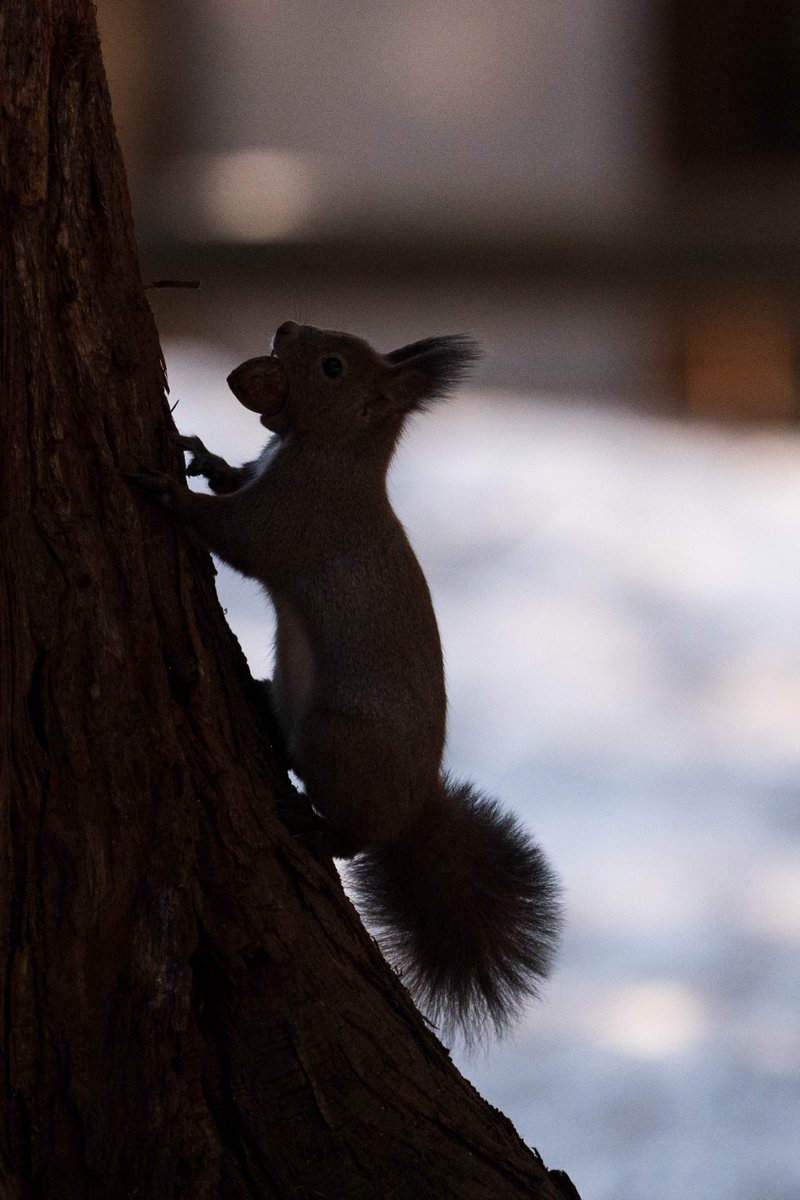 ヒロ福地 tweet media