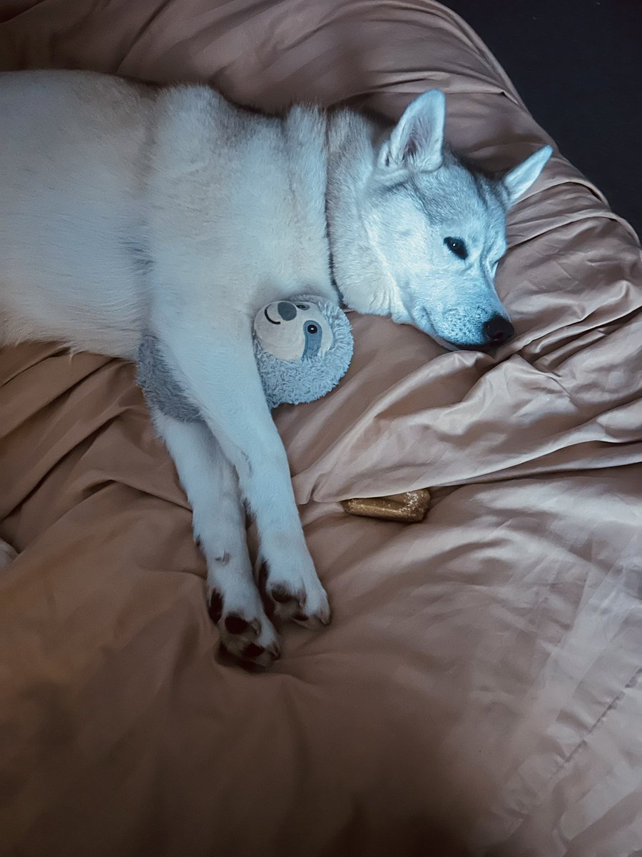 Meika the Mischievous Husky 🐶💜 tweet media