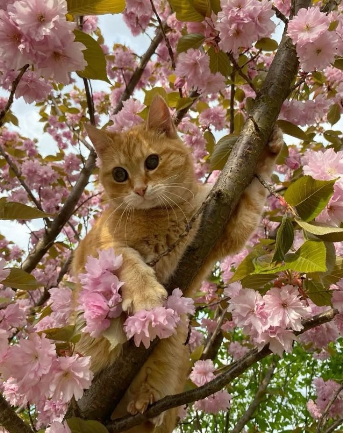 𝑝𝑢𝑟𝑒 tweet media