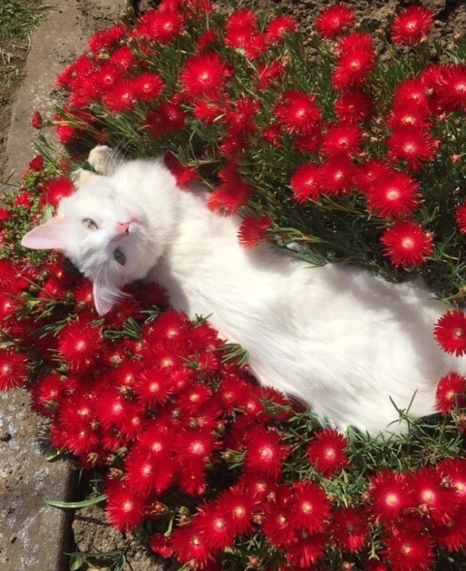 𝑝𝑢𝑟𝑒 tweet media