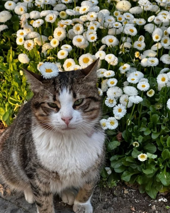 𝑝𝑢𝑟𝑒 tweet media