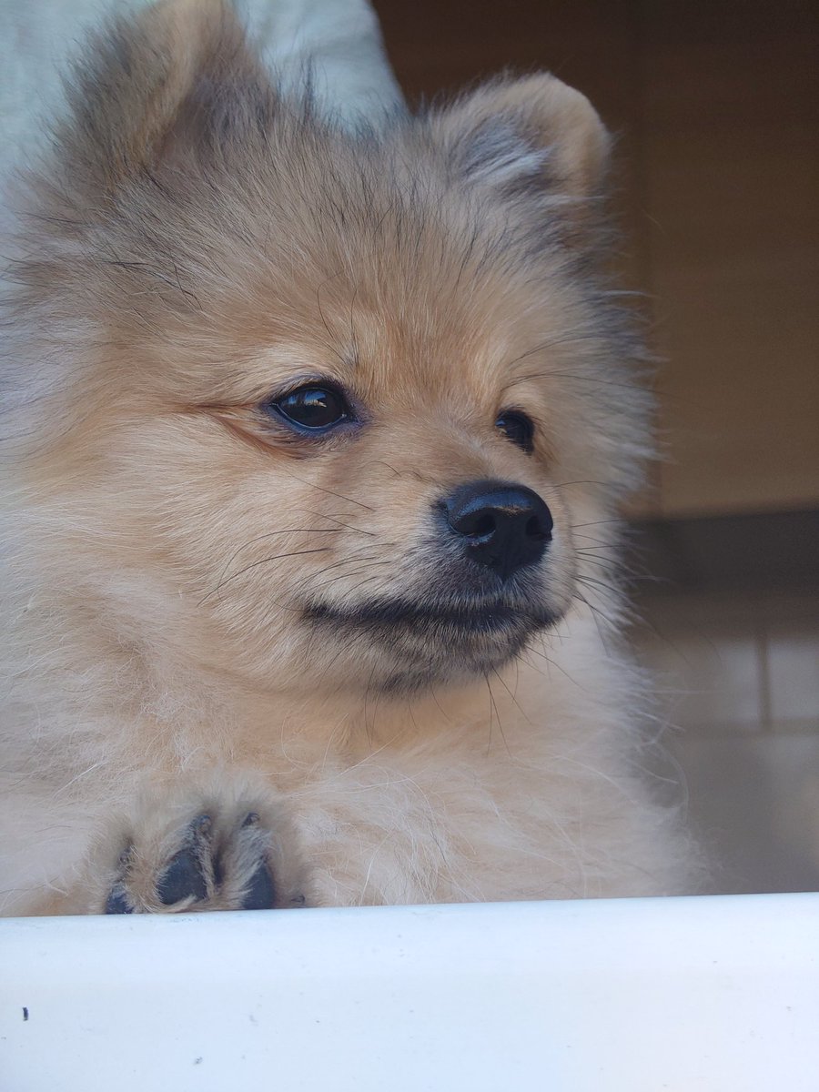 ingus365960's tweet photo. Resemblance is real, but the focus is new. ๐๐ก๏ธ
โ$BATHDOG is a tribute to real pets. Our CEO loves bubbles, not memes. Join the first decentralized fan club for real pets on Solana.
โOrganic, real, ready for the bath! ๐๐
โ#Solana #Bathdog #DogeFamily #CryptoPets https://t.co/7jl7gIin7C