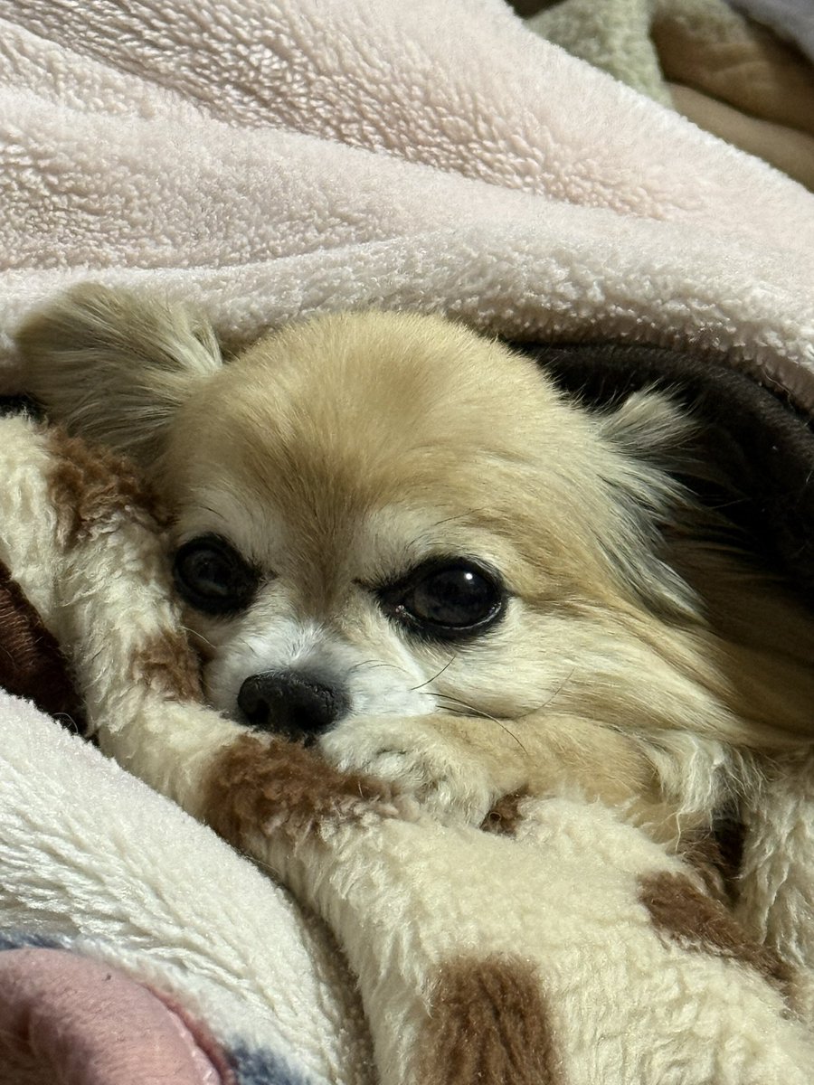 ツネち tweet media