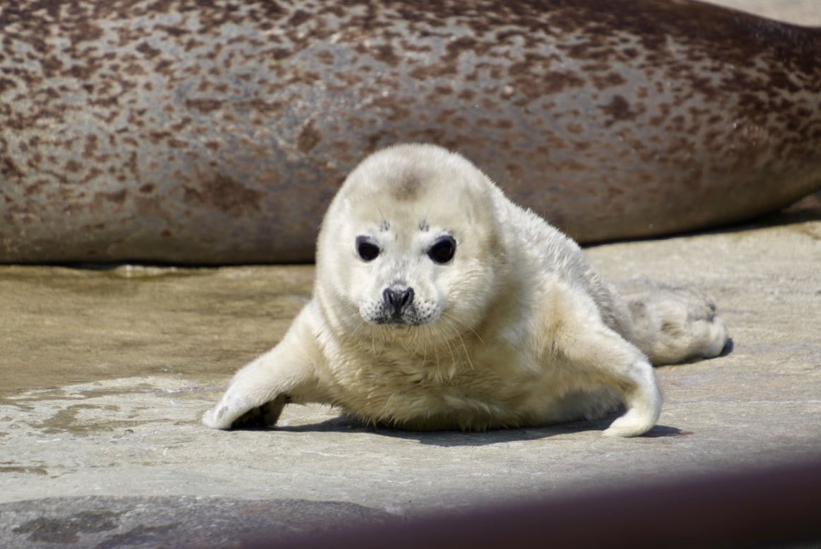 もふもふ tweet media